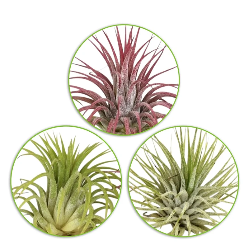 3 Tillandsias en mélange