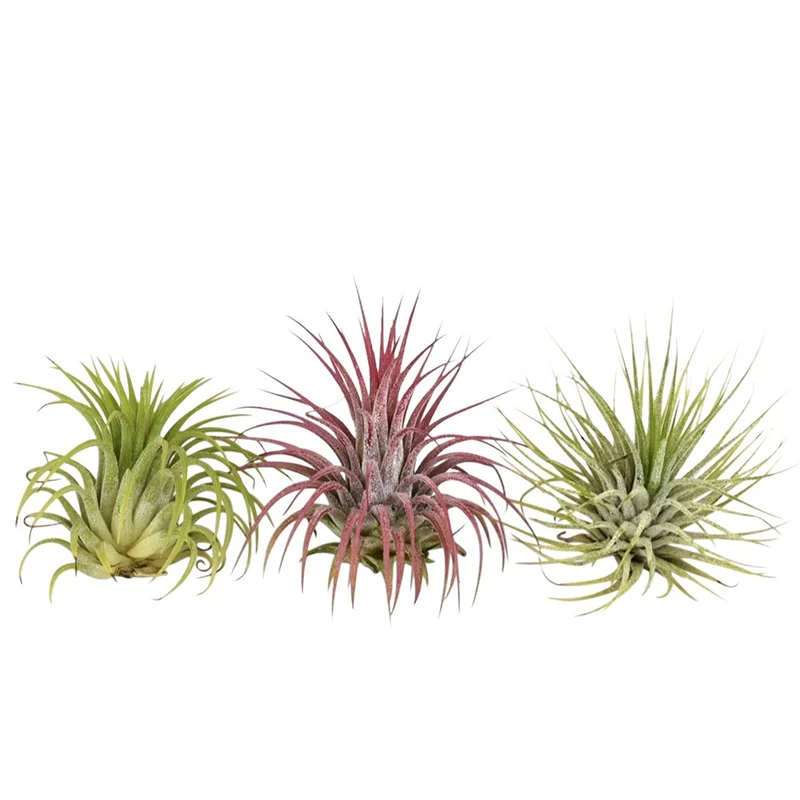 3 Tillandsias en mélange