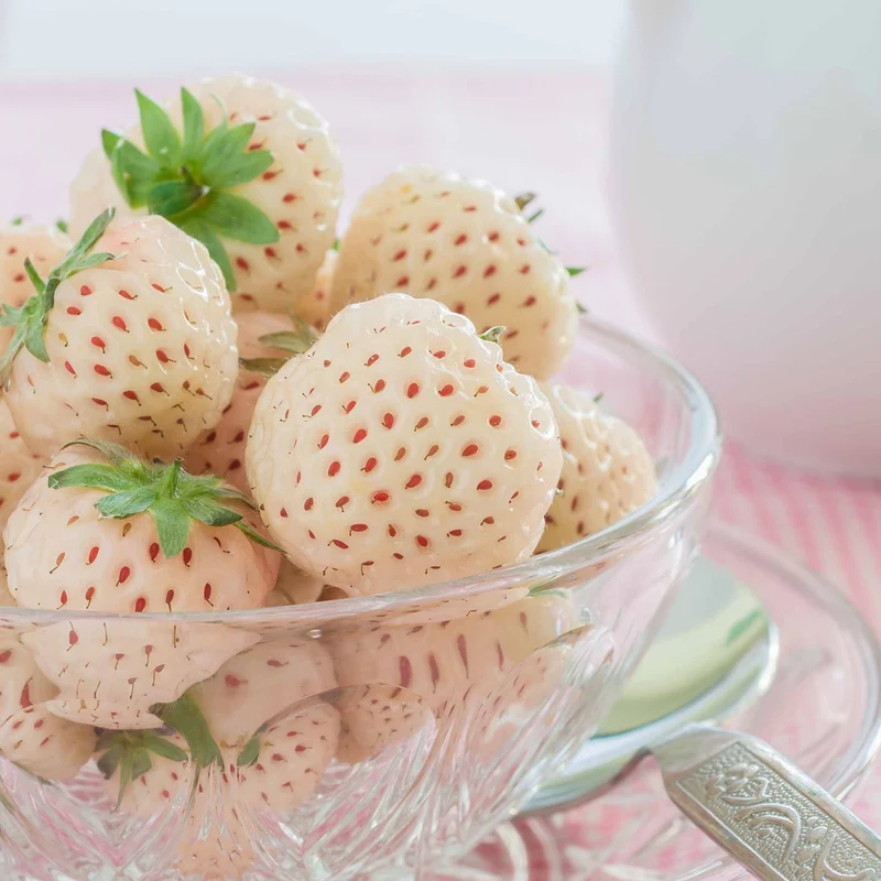 2 Fraisiers Pineberry White Dream ®