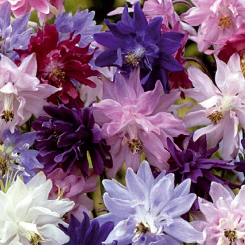 Ancolies des jardins Granny's Bonnets en mélange