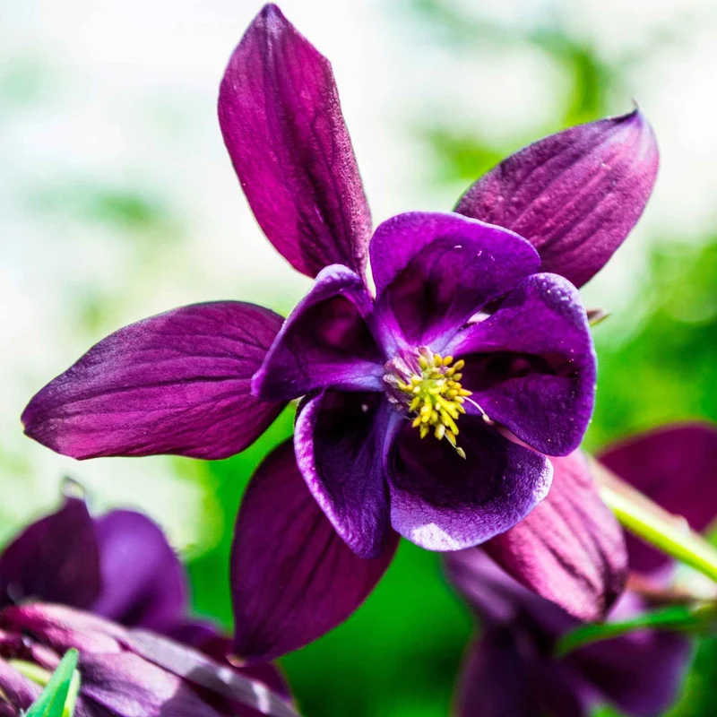 Ancolies des jardins Granny's Bonnets en mélange