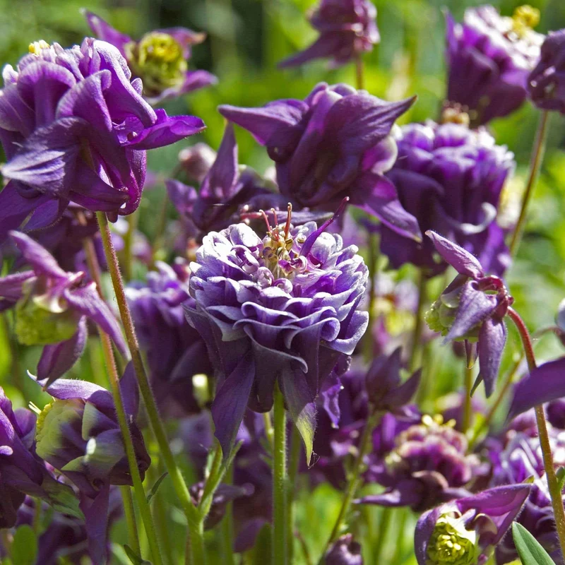 Ancolies des jardins Granny's Bonnets en mélange