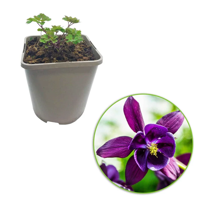 Ancolies des jardins Granny's Bonnets en mélange