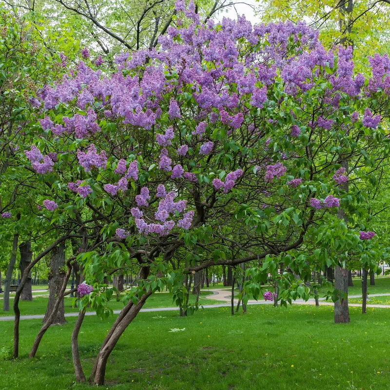 Lilas double lilas