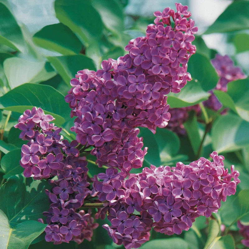 Lilas double lilas
