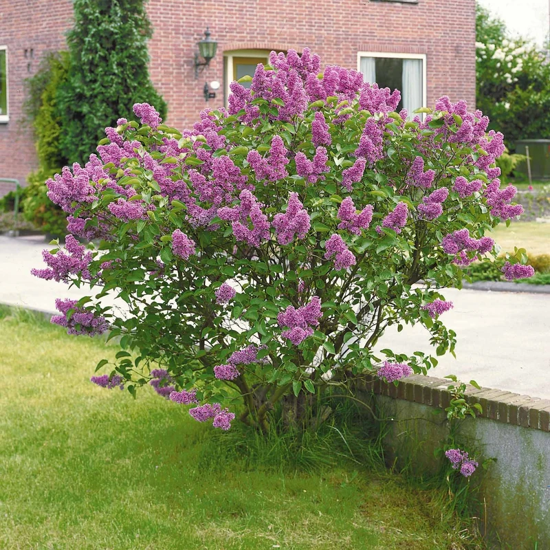 Lilas double lilas