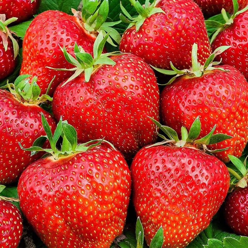 3 Fraisiers Summer Breeze