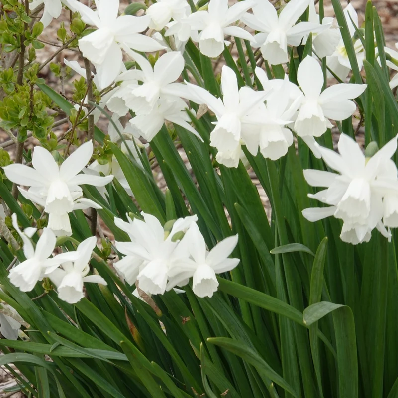 7 Narcisses Thalia