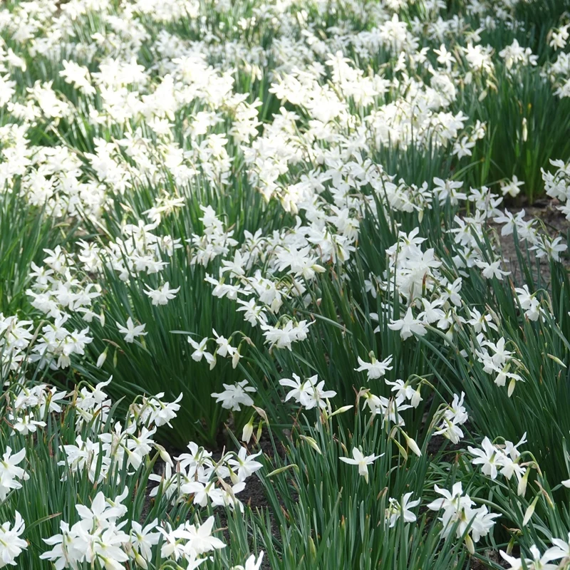 7 Narcisses Thalia