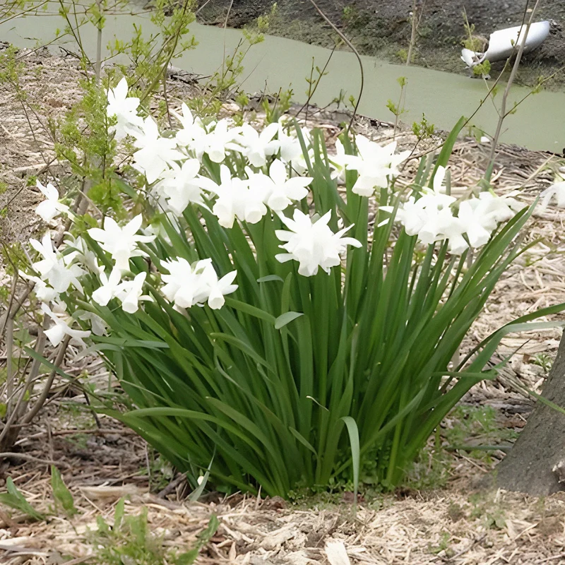 7 Narcisses Thalia