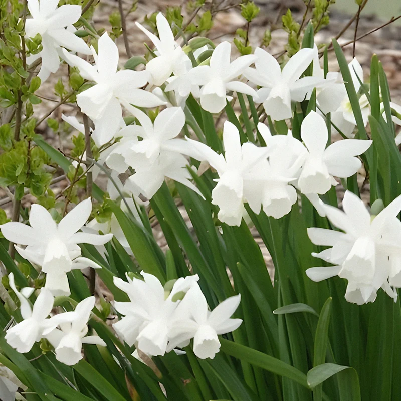 7 Narcisses Thalia
