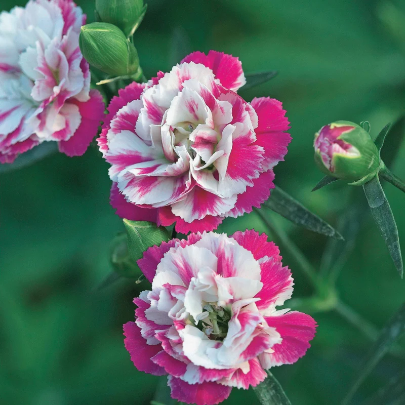 2 Œillets Paradis roses