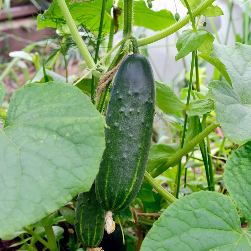 Concombre Marketmore Bio