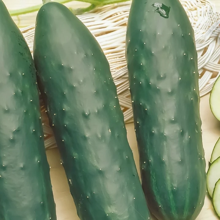 Concombre Marketmore Bio
