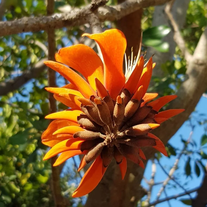 Arbre corail — Erythrina caffra — Graines ou plant