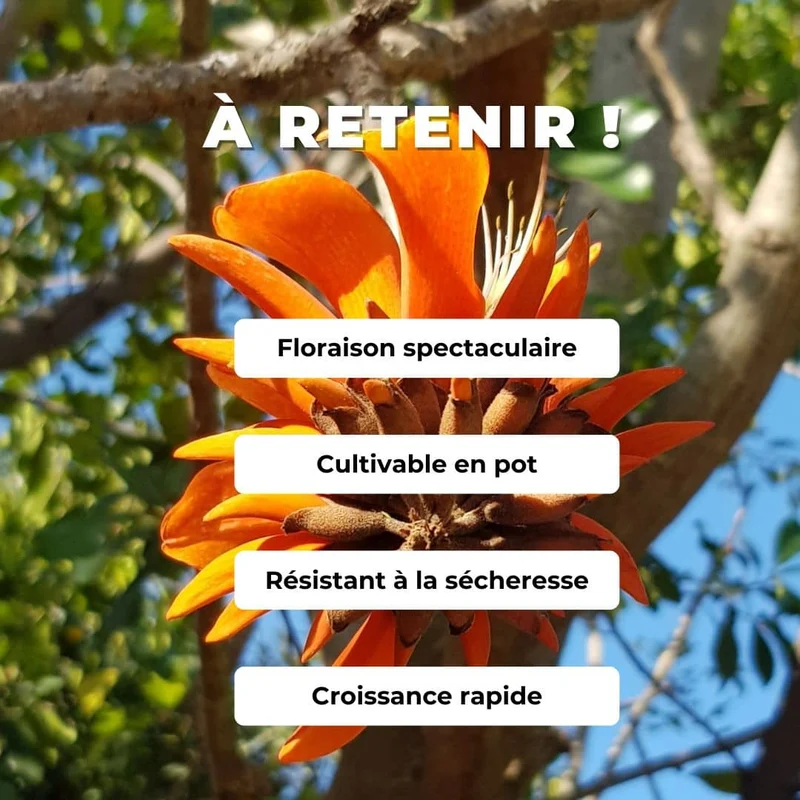 Arbre corail — Erythrina caffra — Graines ou plant