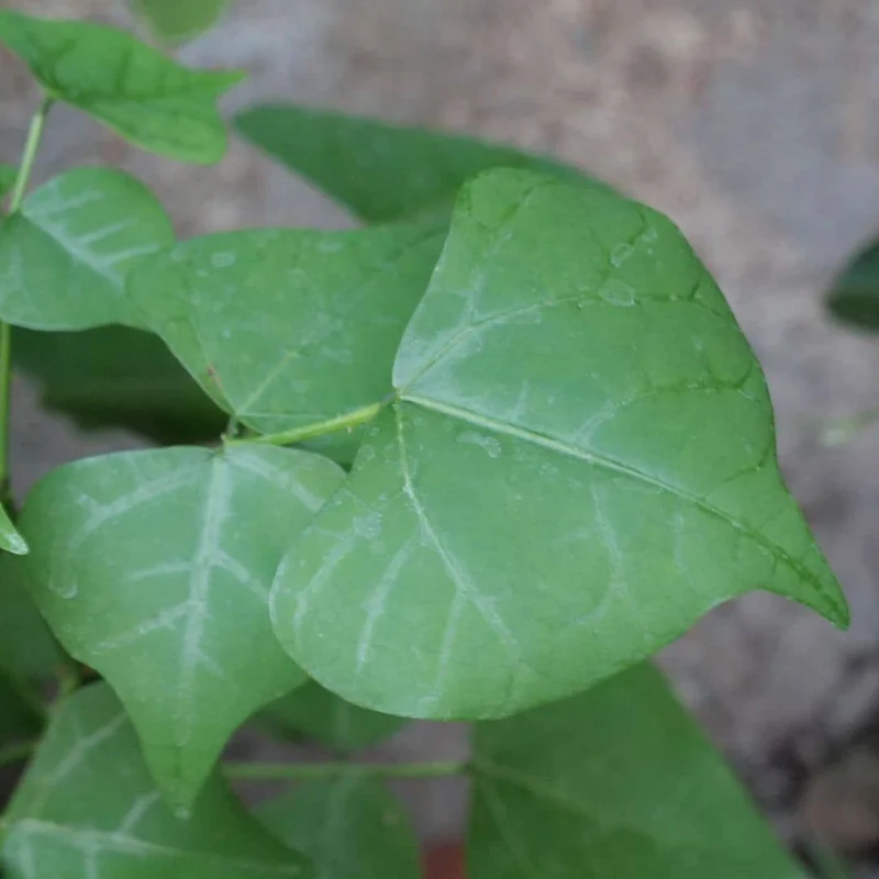 Arbre corail — Erythrina caffra — Graines ou plant