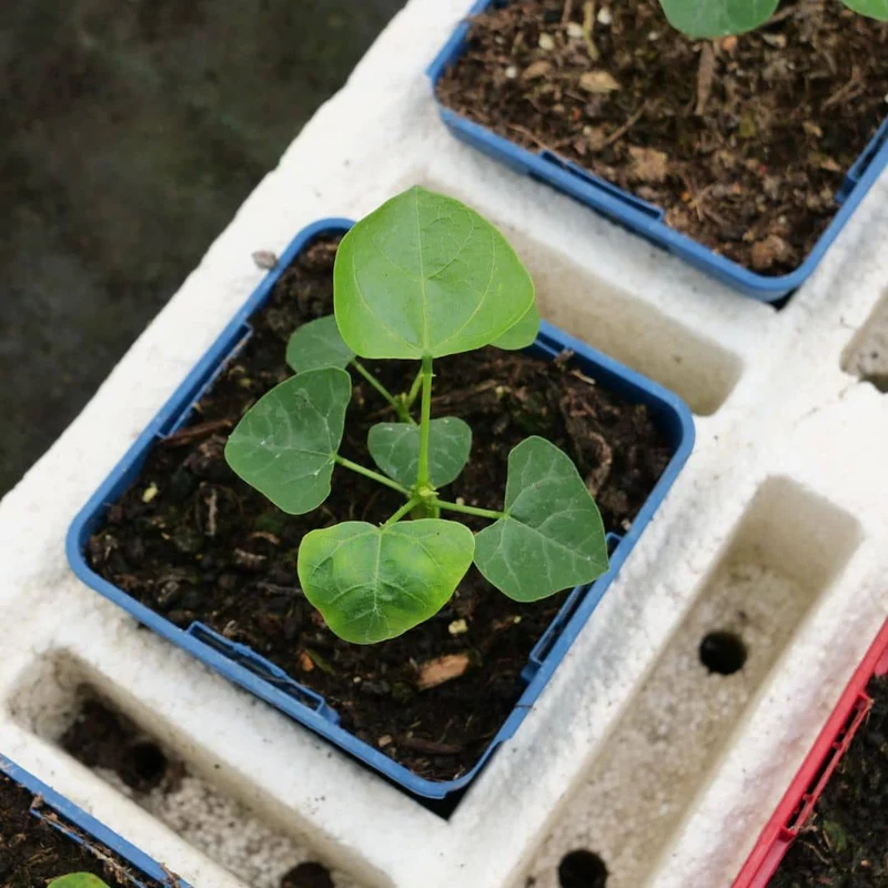 Arbre corail — Erythrina caffra — Graines ou plant