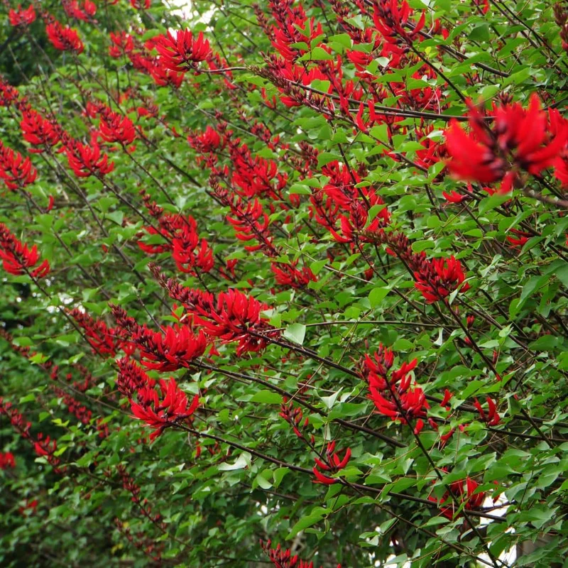 Arbre corail des Caraïbes — Graines
