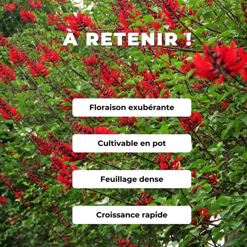 Arbre corail des Caraïbes — Graines