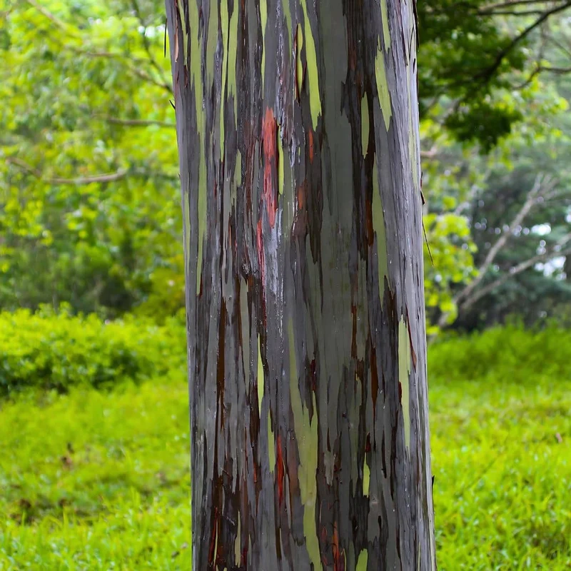 Eucalyptus arc-en-ciel — Graines ou plant