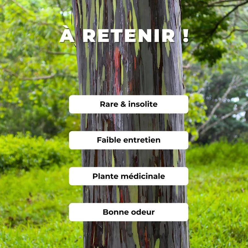 Eucalyptus arc-en-ciel — Graines ou plant