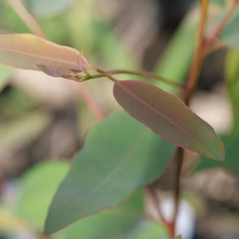 Eucalyptus arc-en-ciel — Graines ou plant