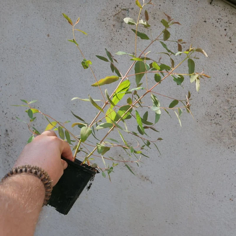 Eucalyptus arc-en-ciel — Graines ou plant