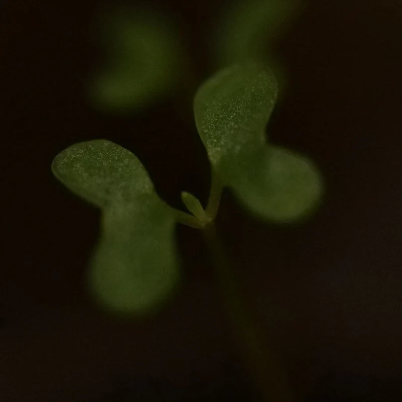 Eucalyptus arc-en-ciel — Graines ou plant