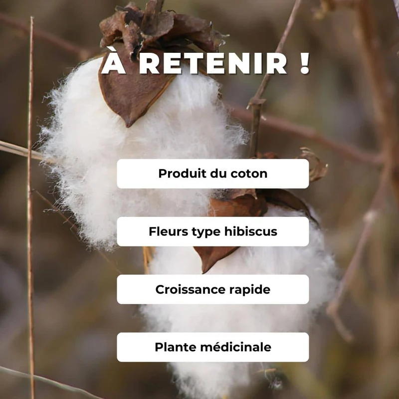 Cotonnier herbacé — Graines