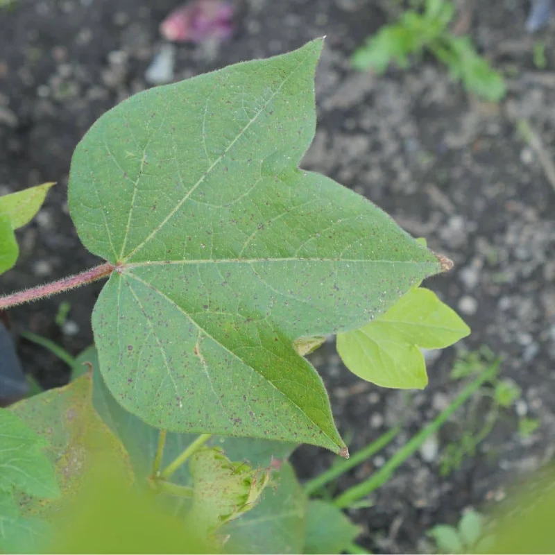 Cotonnier herbacé — Graines