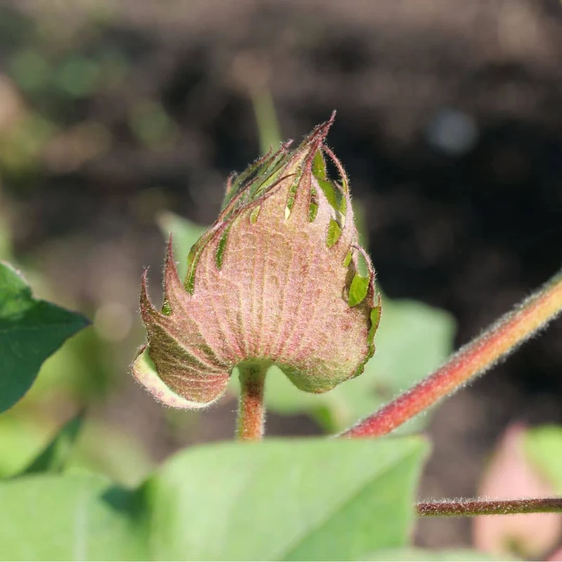 Cotonnier herbacé — Graines