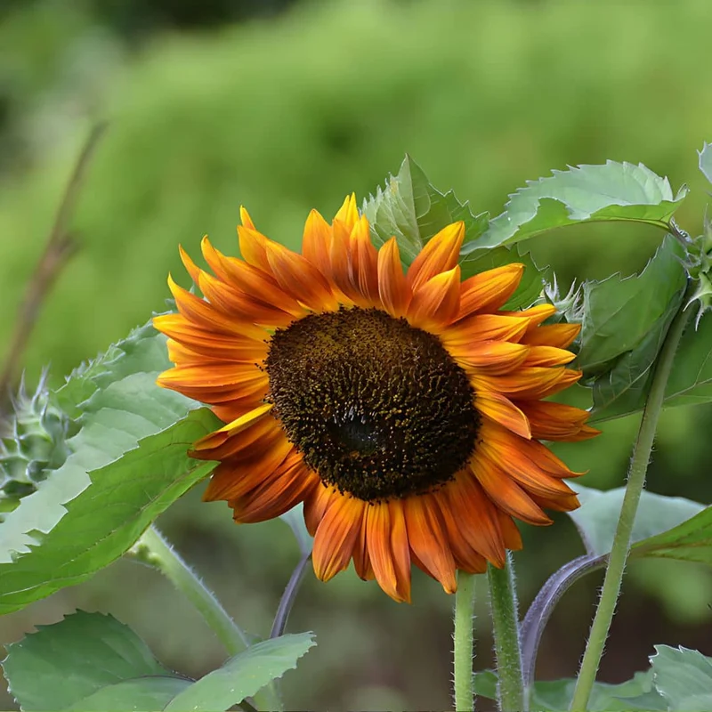 Tournesol Velvet Queen — Graines