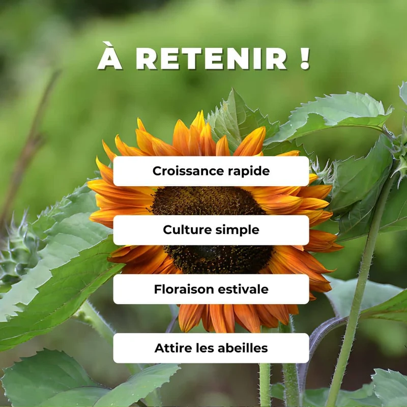 Tournesol Velvet Queen — Graines