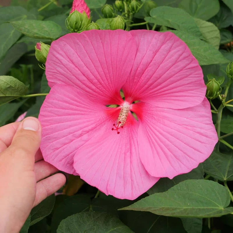 Hibiscus des marais — Graines