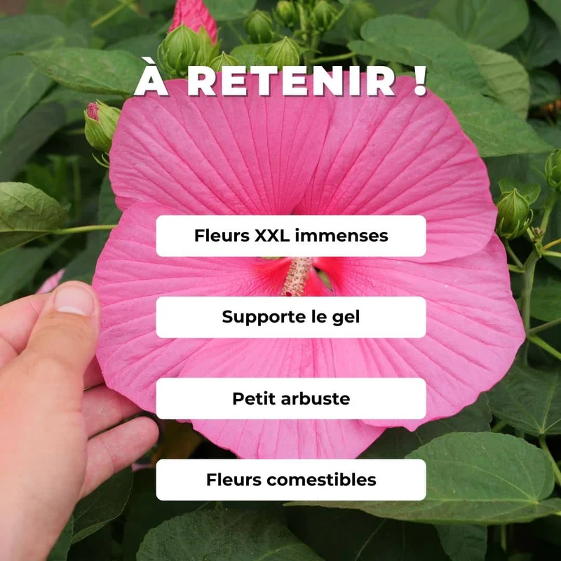 Hibiscus des marais — Graines