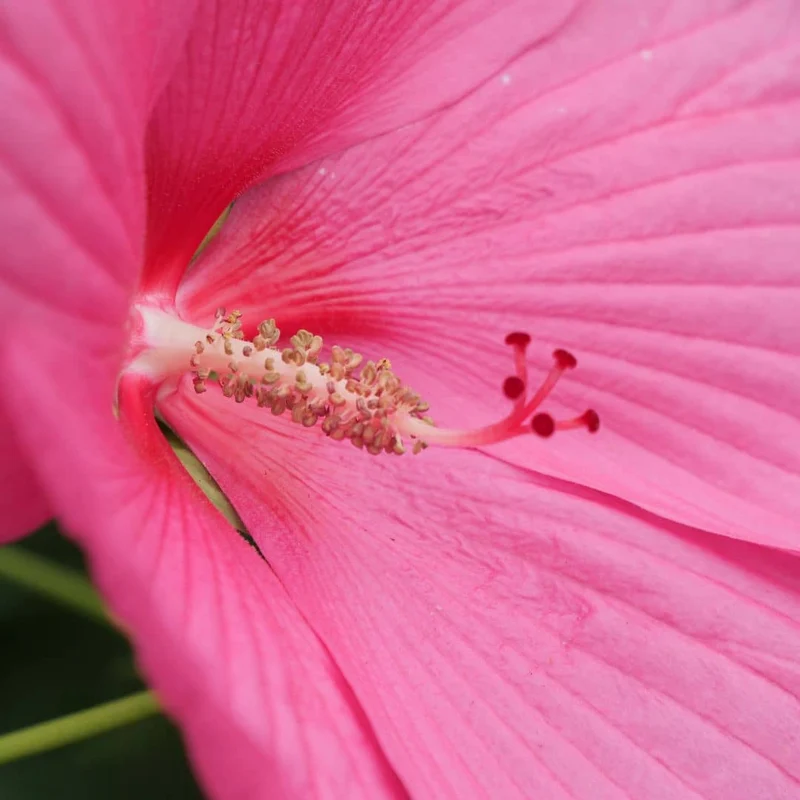Hibiscus des marais — Graines