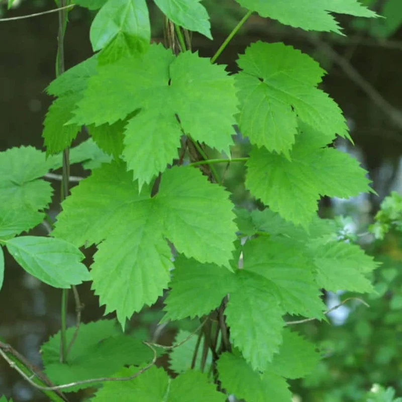 Houblon — Graines ou plant