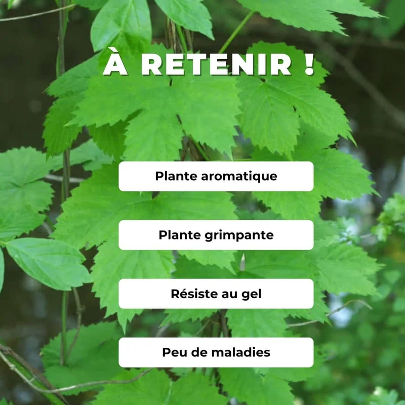 Houblon — Graines ou plant