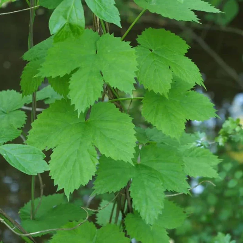 Houblon — Graines ou plant