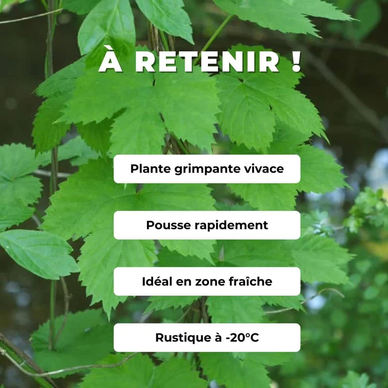 Houblon — Graines ou plant