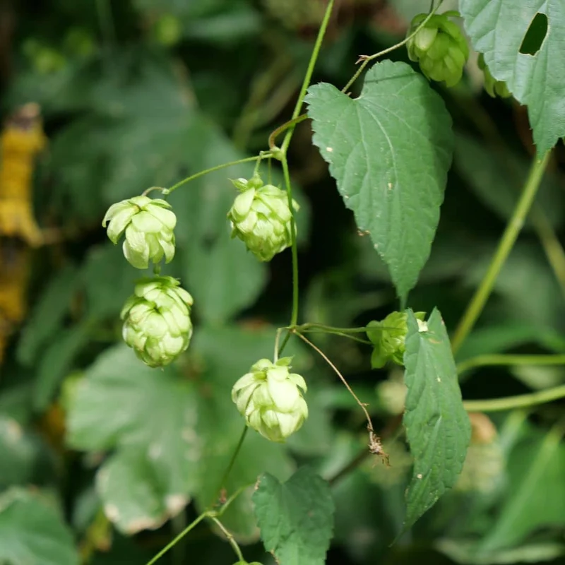 Houblon — Graines ou plant