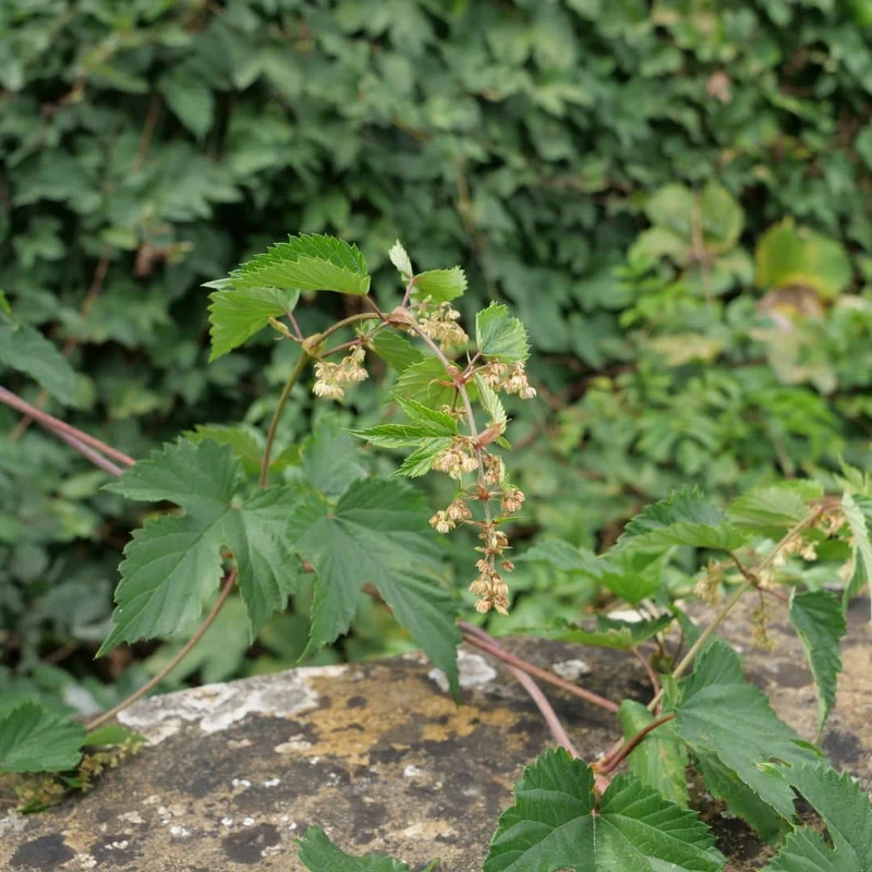 Houblon — Graines ou plant