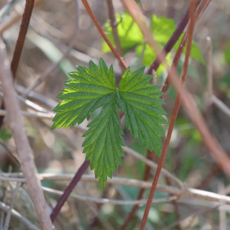 Houblon — Graines ou plant