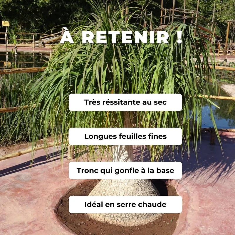 Pied d’éléphant — Graines