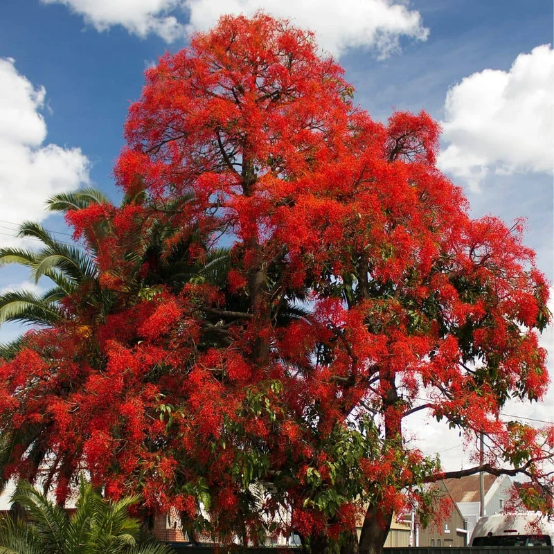 Flamme australienne — Graines ou plant