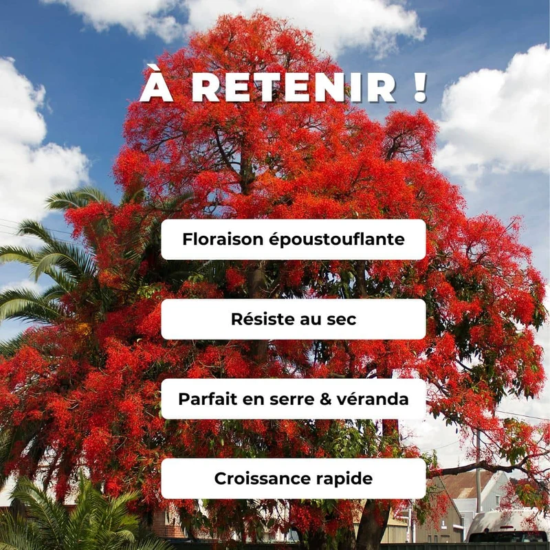 Flamme australienne — Graines ou plant