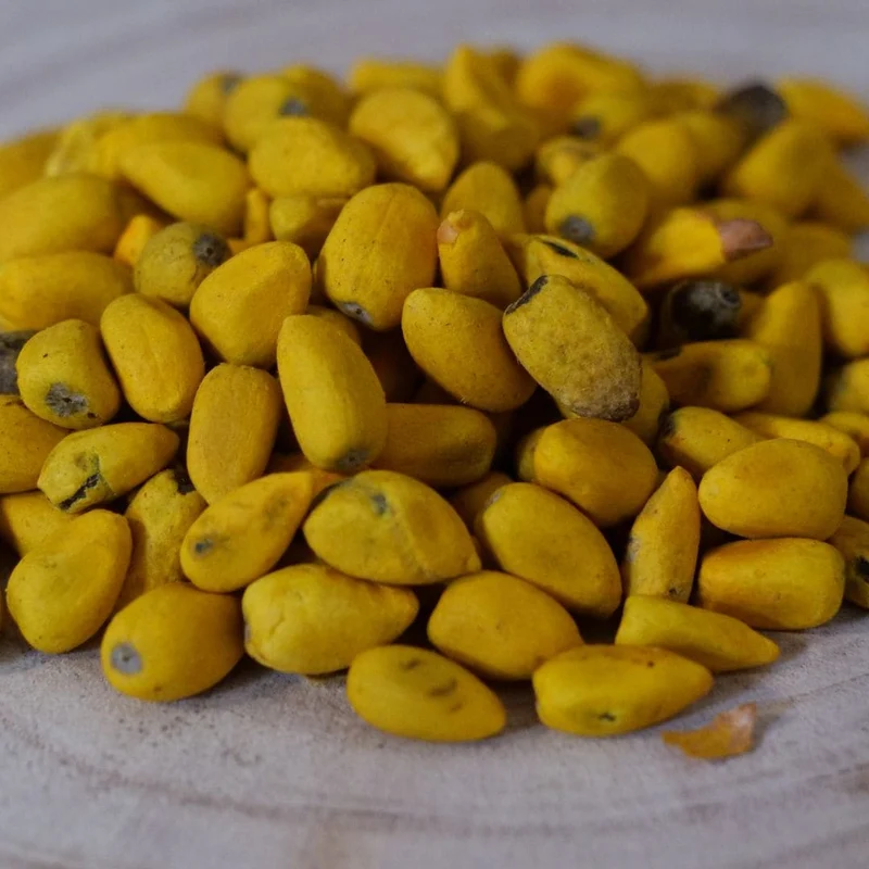 Flamme australienne — Graines ou plant