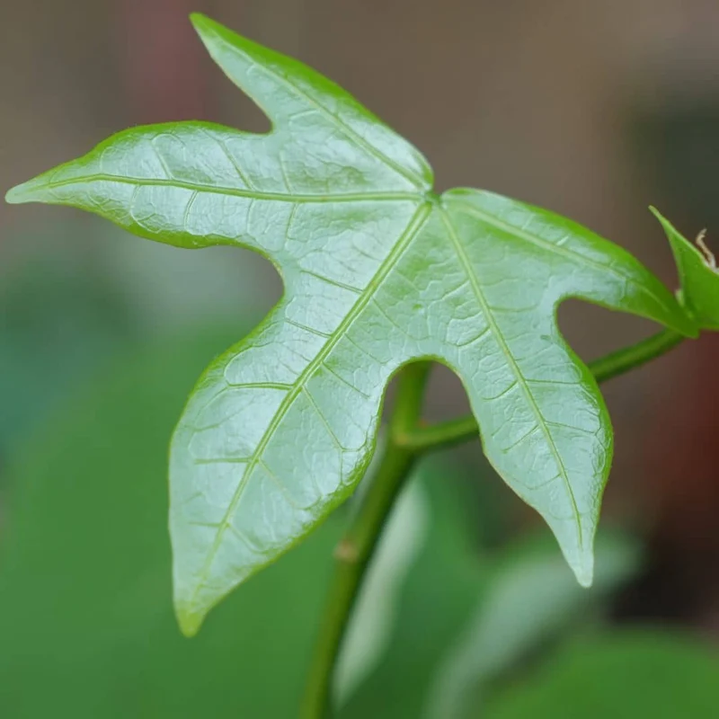 Flamme australienne — Graines ou plant