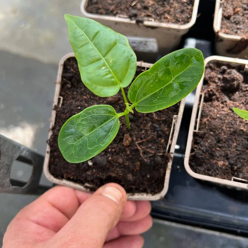 Flamme australienne — Graines ou plant